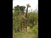 Giraffe Chobe